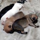 애완강아지 이미지