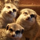 바둑이농장 | [보령 겨울 여행코스] 맛집 카페 추천 1탄(feat.개화예술공원)