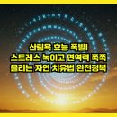 숲 걷기 명상 | 산림욕 효능 폭발! 스트레스 녹이고 면역력 쭉쭉 올리는 자연 치유법 완전정복