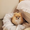 페리토리 이미지