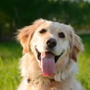 샤인아이안과동물병원 이미지