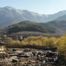 [길 따라] 구례 산수유 꽃 축제 (3.23~3.25) 이미지