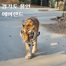 에버랜드 사파리 월드 자리 추천 동물 후기
