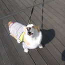 교동다방