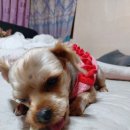 돼지엄마 이미지