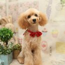 리즈애견미용 이미지