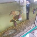 홍주수족관 | 홍성 홍주수족관 방문 후기