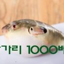 청산가리보다 치명적인 복어독 증상 테트로도톡신 이미지