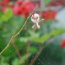 덕원교자 이미지