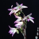 홍일농장 이미지