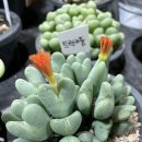 아울렛디씨마트 이미지
