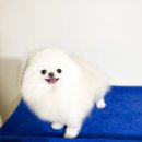 라페트 폼 이미지