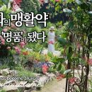 산림청선정 '최고의정원상'받은 정원사가 슥, 내민 그 꽃!/노지월동되는 야생화34종소개-멋찐 여사 이미지