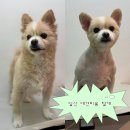 미용하는 훈련사 | 일산 밤리단길 애견미용 털개 내돈내산 단골된 이유