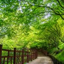 백제가요정읍사오솔길(2코스 내장호 수변데크) Daum카페
