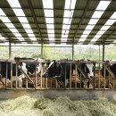 석기목장 이미지