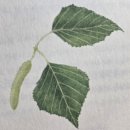 2학기(3월~6월) / 자연사랑 식물사랑 그림그리기 | 관찰하는 식물화가의 도시나무 안내서 '하루 5분의 초록'