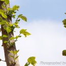 팽나무 농장 이미지