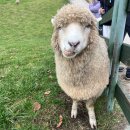 왕성목장 | 강원도 대관령 양떼목장 후기