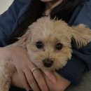 본가구첩반상 이미지