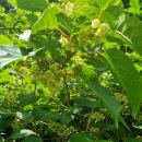 1298 | 오지산행후기(1298차) 꽃송이버섯 정찰 2025.06.06(금)