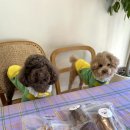 토리네 수제간식 이미지