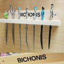 비숑이즈 이미지