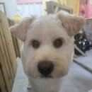 사랑할~개 이미지