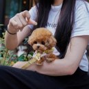 프리미엄 켄넬 이미지