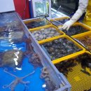 참바다숯불꼼장어 이미지