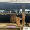 큰마음목장 이미지