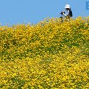 개나리 만큼 아름다운 노란 꽃밭”… 6월 여행으로 가볼 만한 금계국 여행지 4곳 이미지