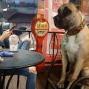 대한사료 이미지