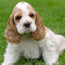 코카 24시 동물병원 이미지