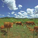 누리목장 이미지