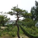 세연미가