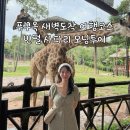 (주)일곡월드스파 | 사파리 모닝투어 새벽도착 내돈내산 후기 | 그랜드스파 벱냐바 그랜드월드 카페그린 진주공장 노보텔