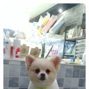 디디애견미용 이미지