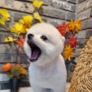 오도독뽀도독 이미지