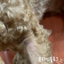 퓨리원 | 제8회 퓨리나 원 30일 체험단 시작! / 사료 추천 / 다견가정사료