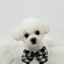 몽몽하개 이미지