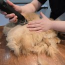 구영 고양이 무마취 미용 | [부산사하구고양이무마취미용/목욕] 예쁨이 전체미용 후기