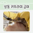 김가슈퍼 | 냉동 귀뚜라미를 게코에게 먹이기