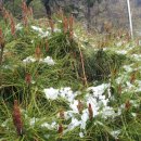 여산(순천) 이미지