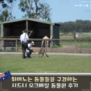 들개농장 | 호주 오크베일 동물원 코알라 캥거루 투어 추천이유