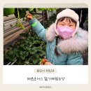 용기농장 | 용인가볼만한곳 찾는다면? 아이와 함께한 헤븐온어스 딸기체험농장 후기