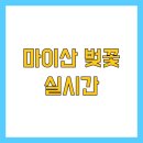 진안군청 | 마이산 벚꽃 실시간