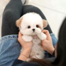 부산강아지분양 앨리펫 | 부산 강아지 분양 미유 펫 운명처럼