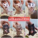 미니펫스쿨