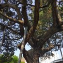 시흥동 역사문화길 이미지